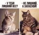 предыдушее фото