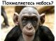 следующее фото