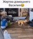 следующее фото