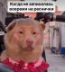 следующее фото