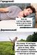 следующее фото