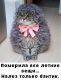 предыдушее фото
