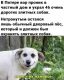 предыдушее фото