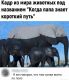 предыдушее фото