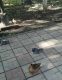 предыдушее фото