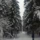 предыдушее фото
