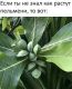 предыдушее фото