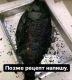 следующее фото