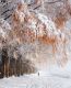 следующее фото