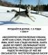 предыдушее фото