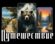 предыдушее фото