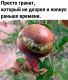 предыдушее фото