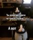предыдушее фото
