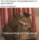 предыдушее фото