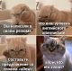 следующее фото