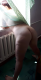 предыдушее фото