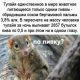 следующее фото