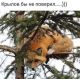 следующее фото