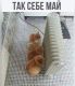 следующее фото