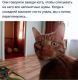 предыдушее фото