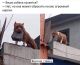 предыдушее фото