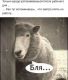 предыдушее фото
