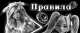 предыдушее фото