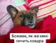 следующее фото