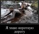 предыдушее фото
