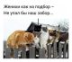 предыдушее фото